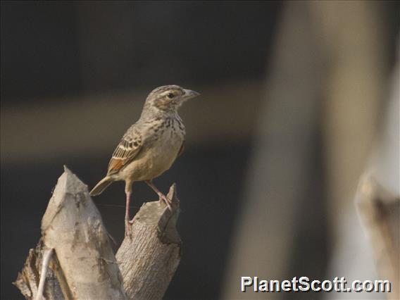 Bengal Bushlark (Plocealauda assamica)