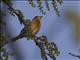 Baya Weaver (Ploceus philippinus)