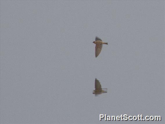 Gray-throated Martin (Riparia chinensis)