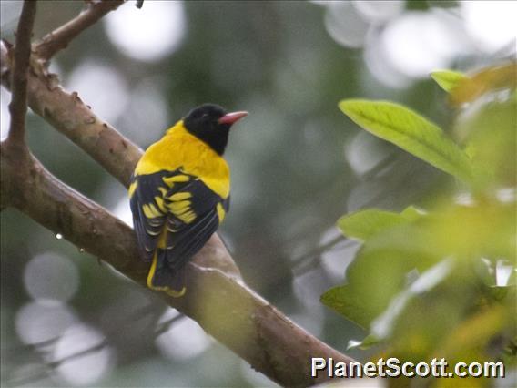 Black-hooded Oriole (Oriolus xanthornus)