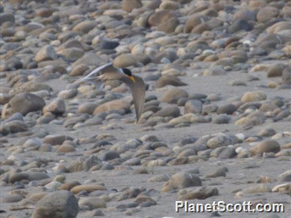 River Tern (Sterna aurantia)