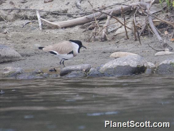 River Lapwing (Vanellus duvaucelii)