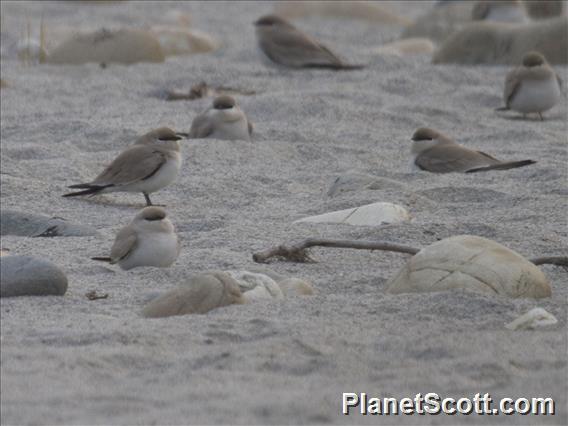 Small Pratincole (Glareola lactea)