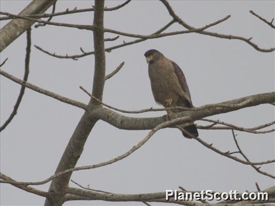 Crested Serpent-Eagle (Spilornis cheela)