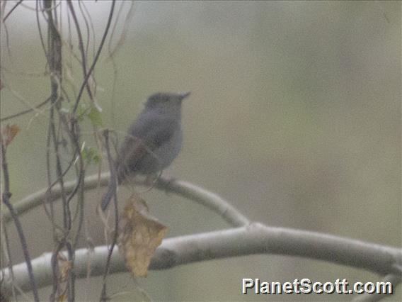 Small Niltava (Niltava macgrigoriae)