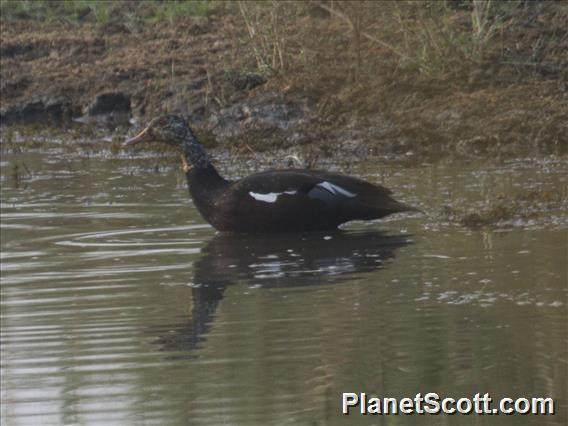 White-winged Duck (Asarcornis scutulata)