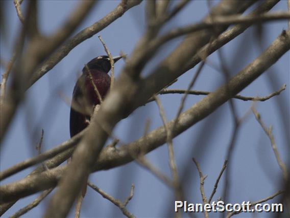 Maroon Oriole (Oriolus traillii)