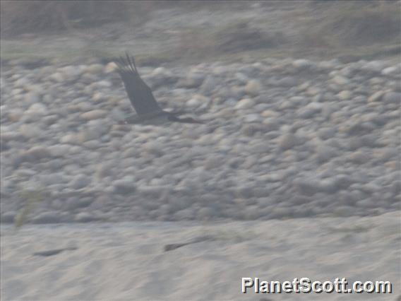 Black Stork (Ciconia nigra)