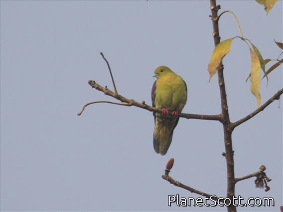 Wedge-tailed Green-Pigeon (Treron sphenurus)