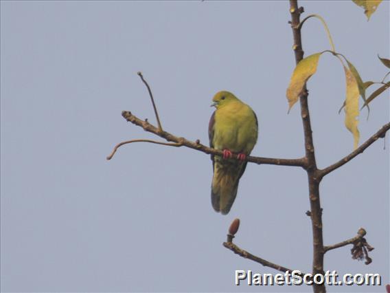 Wedge-tailed Pigeon (Treron sphenurus)