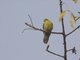 Wedge-tailed Green-Pigeon (Treron sphenurus)