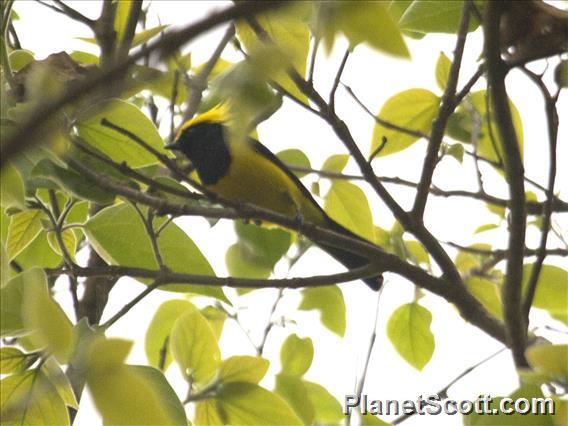 Sultan Tit (Melanochlora sultanea)