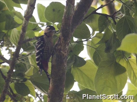 Fulvous-breasted Woodpecker (Dendrocopos macei)