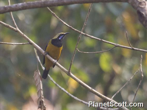 Orange-bellied Leafbird (Chloropsis hardwickii)