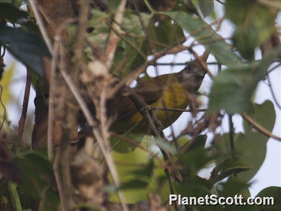 White-throated Bulbul (Alophoixus flaveolus)