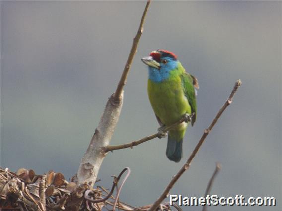 Blue-throated Barbet (Psilopogon asiaticus)