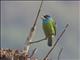 Blue-throated Barbet (Psilopogon asiaticus)