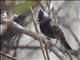 Red-vented Bulbul (Pycnonotus cafer)