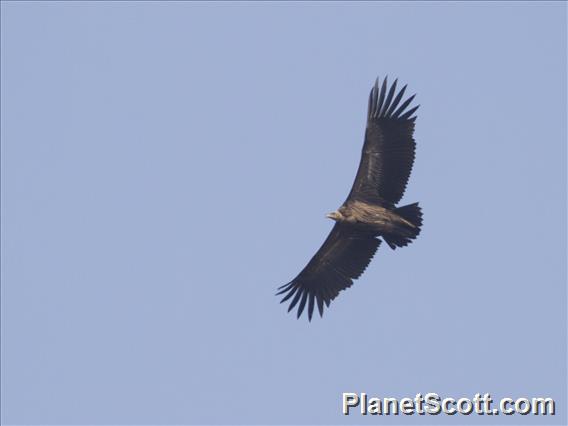 Himalayan Griffon (Gyps himalayensis)