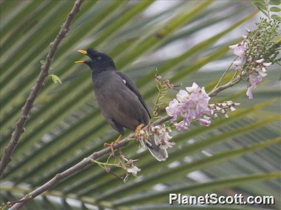 Jungle Myna (Acridotheres fuscus)