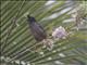 Jungle Myna (Acridotheres fuscus)