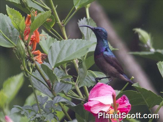 Long-billed Sunbird (Cinnyris lotenius)