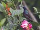 Loten's Sunbird (Cinnyris lotenius)