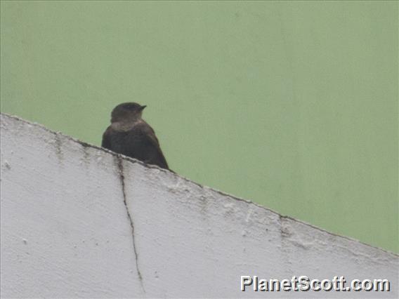 Dusky Crag-Martin (Ptyonoprogne concolor)