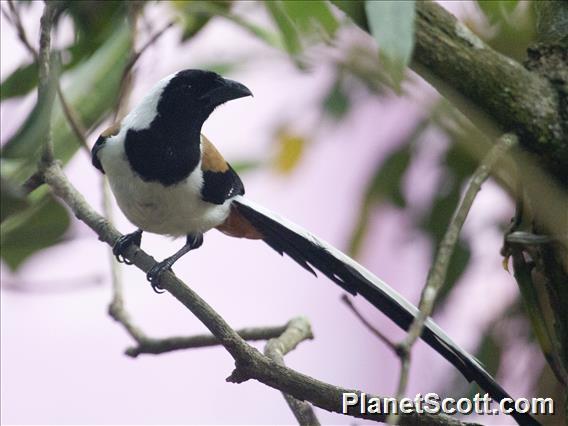 White-bellied Treepie (Dendrocitta leucogastra)