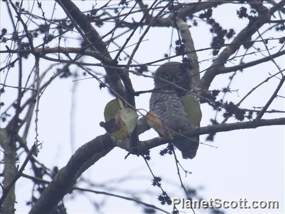 Jungle Owlet (Glaucidium radiatum)