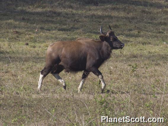 Gaur (Bos frontalis)