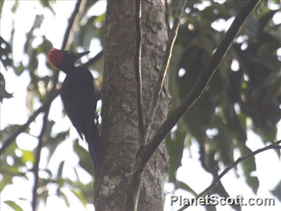 White-bellied Woodpecker (Dryocopus javensis)