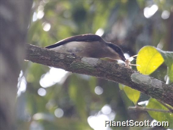 Malabar Woodshrike (Tephrodornis sylvicola)