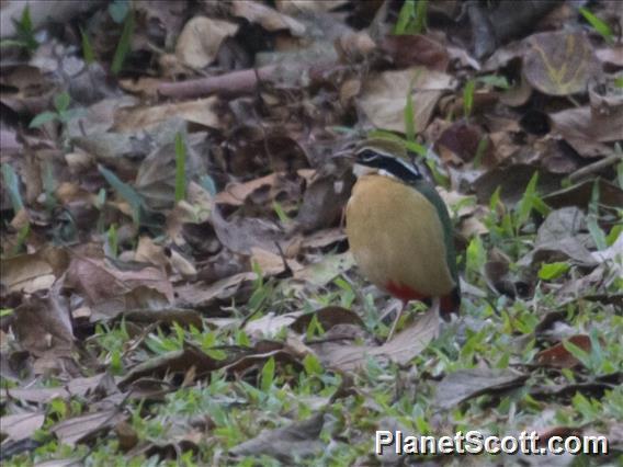 Indian Pitta (Pitta brachyura)