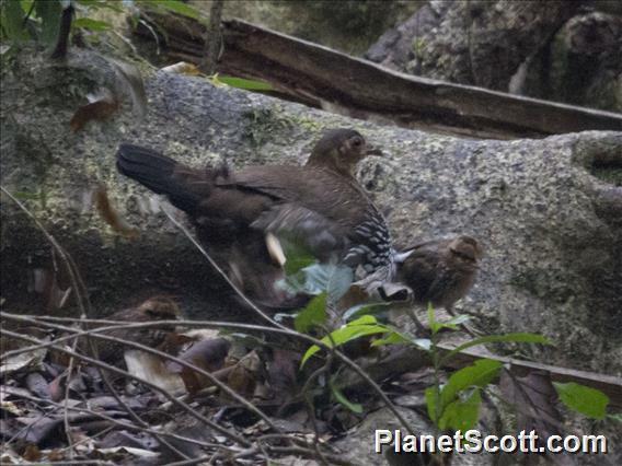 Gray Junglefowl (Gallus sonneratii)