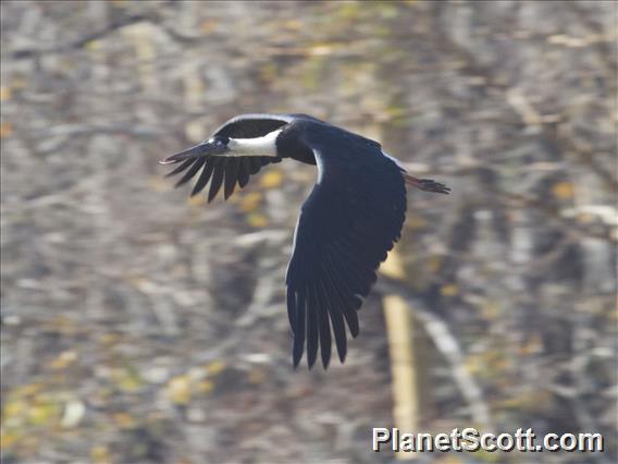 Asian Woolly-necked Stork (Ciconia episcopus)