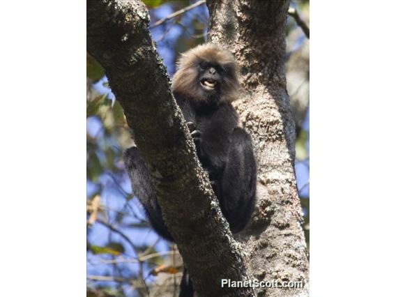 Nilgiri Langur (Semnopithecus johnii)