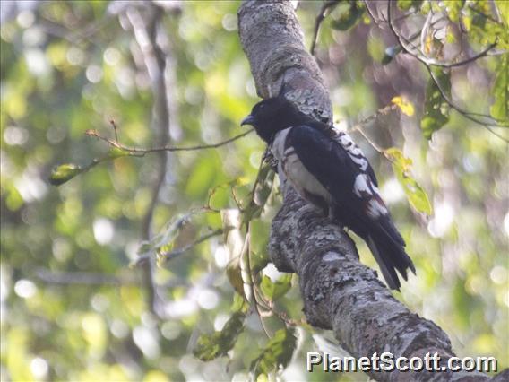 Black Baza (Aviceda leuphotes)