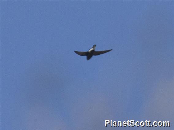 Brown-backed Needletail (Hirundapus giganteus)