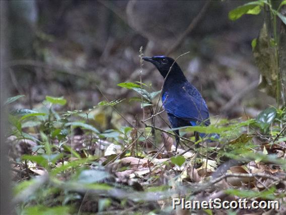 Malabar Whistling-Thrush (Myophonus horsfieldii)