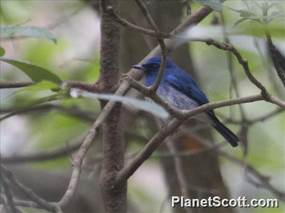 White-bellied Blue Flycatcher (Cyornis pallidipes)