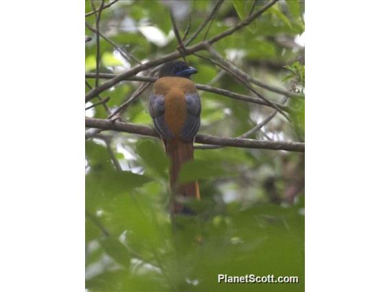 Malabar Trogon (Harpactes fasciatus)