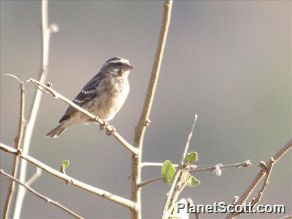 Reichenow's Seedeater (Crithagra reichenowi)