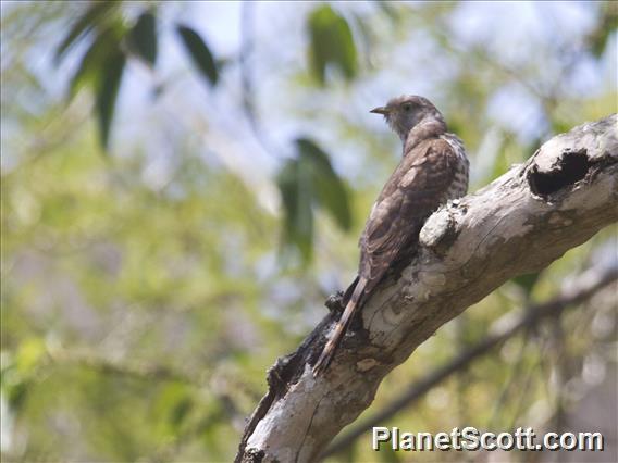 Common Hawk-Cuckoo (Hierococcyx varius)