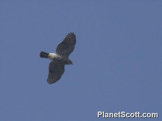 Crested Goshawk (Lophospiza trivirgatus)