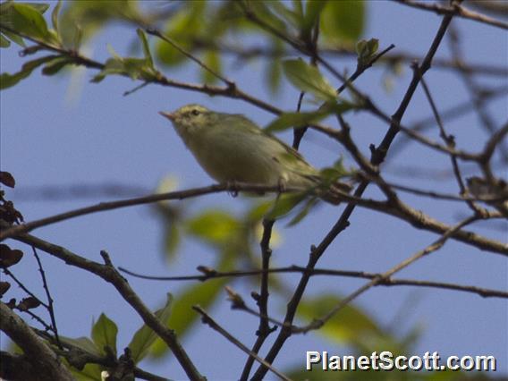 Greenish Warbler (Phylloscopus trochiloides)