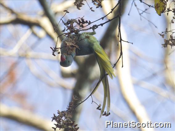 Malabar Parakeet (Psittacula columboides)