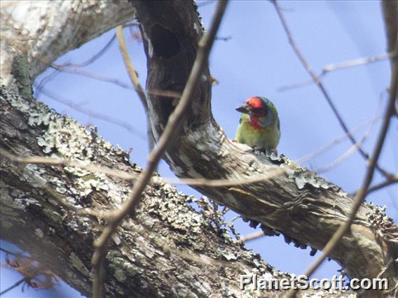 Malabar Barbet (Psilopogon malabaricus)