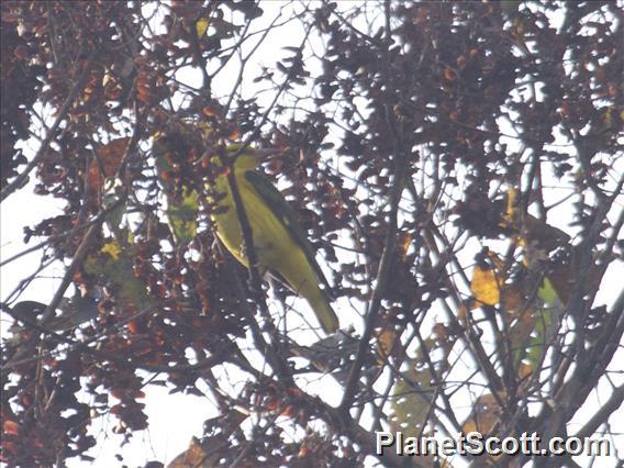 Indian Golden Oriole (Oriolus kundoo)