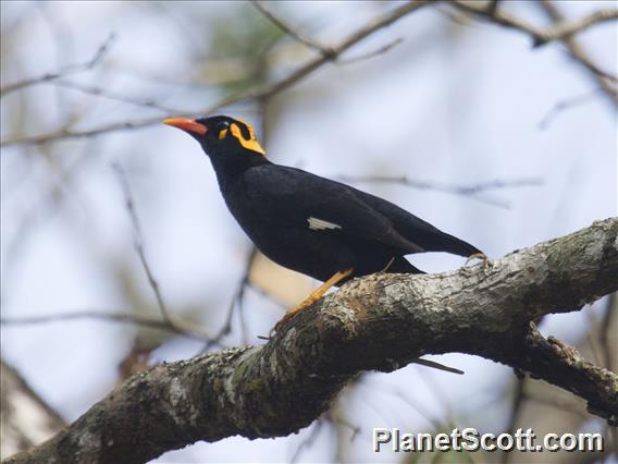 Southern Hill Myna (Gracula indica)